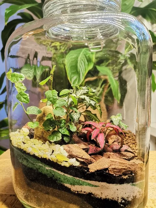 Terrari - foto 1