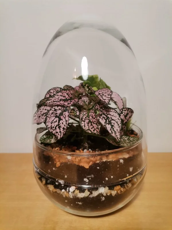 Terrari - foto 9
