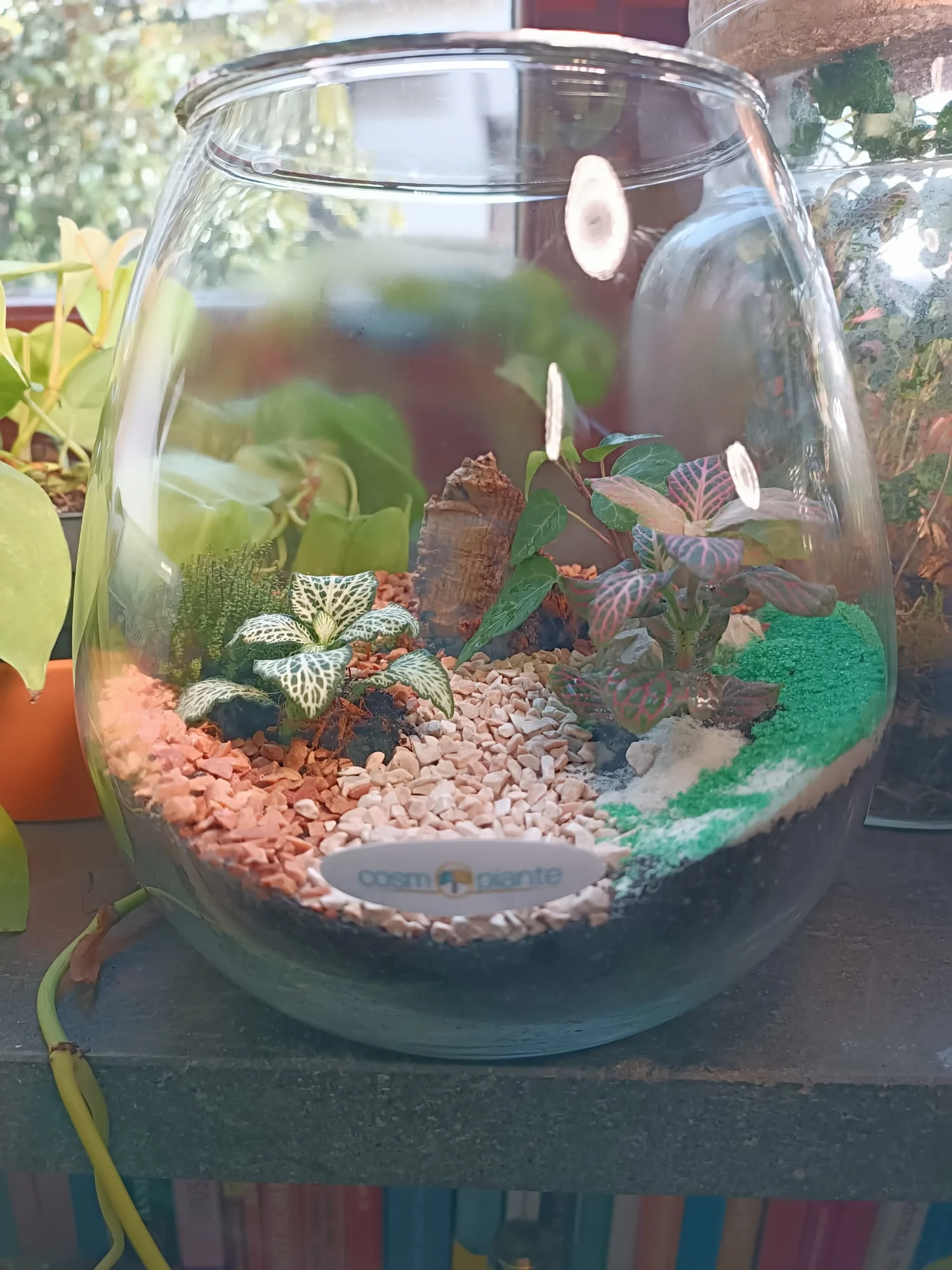 Terrari - foto 14