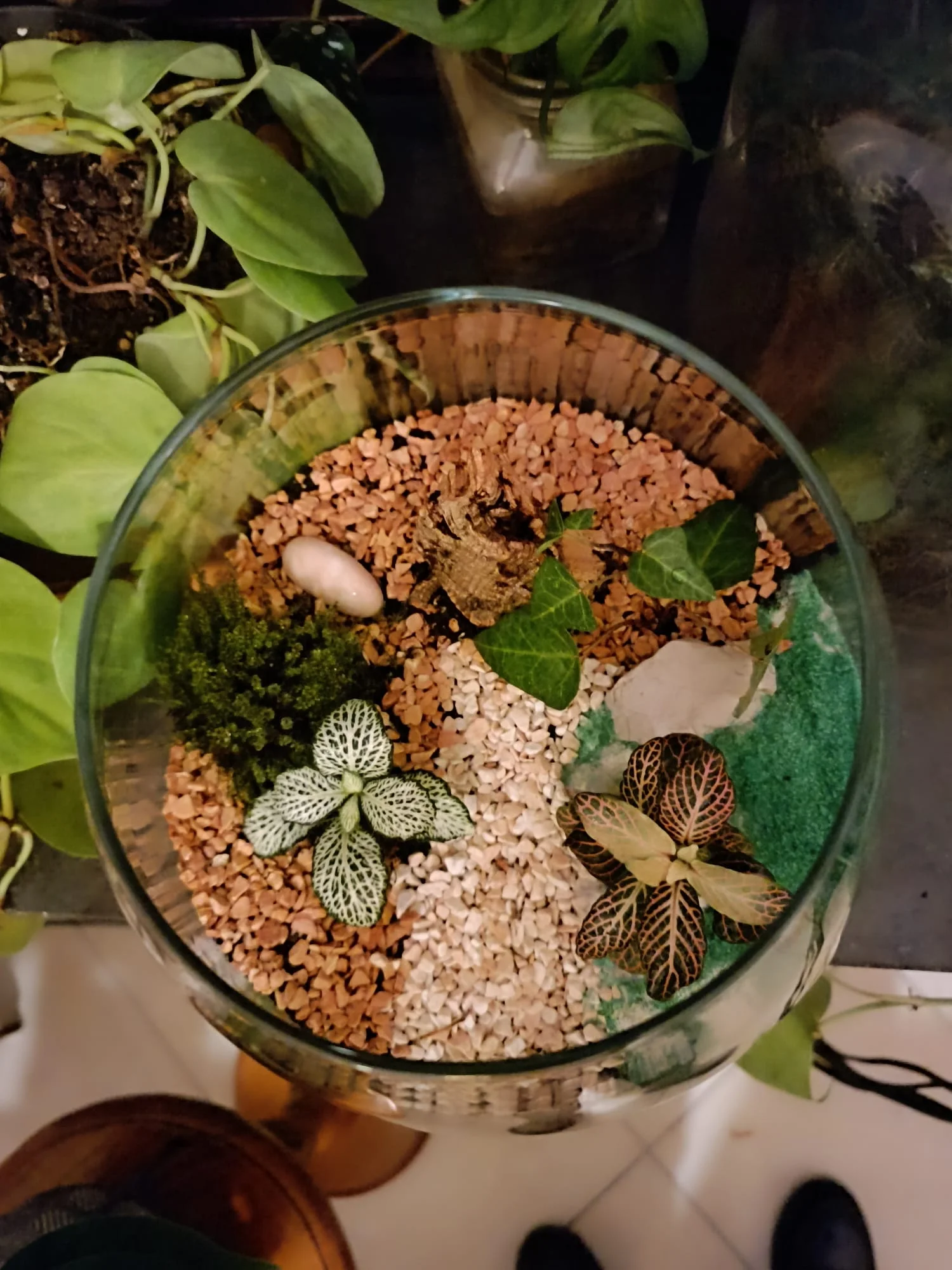 Terrari - foto 15