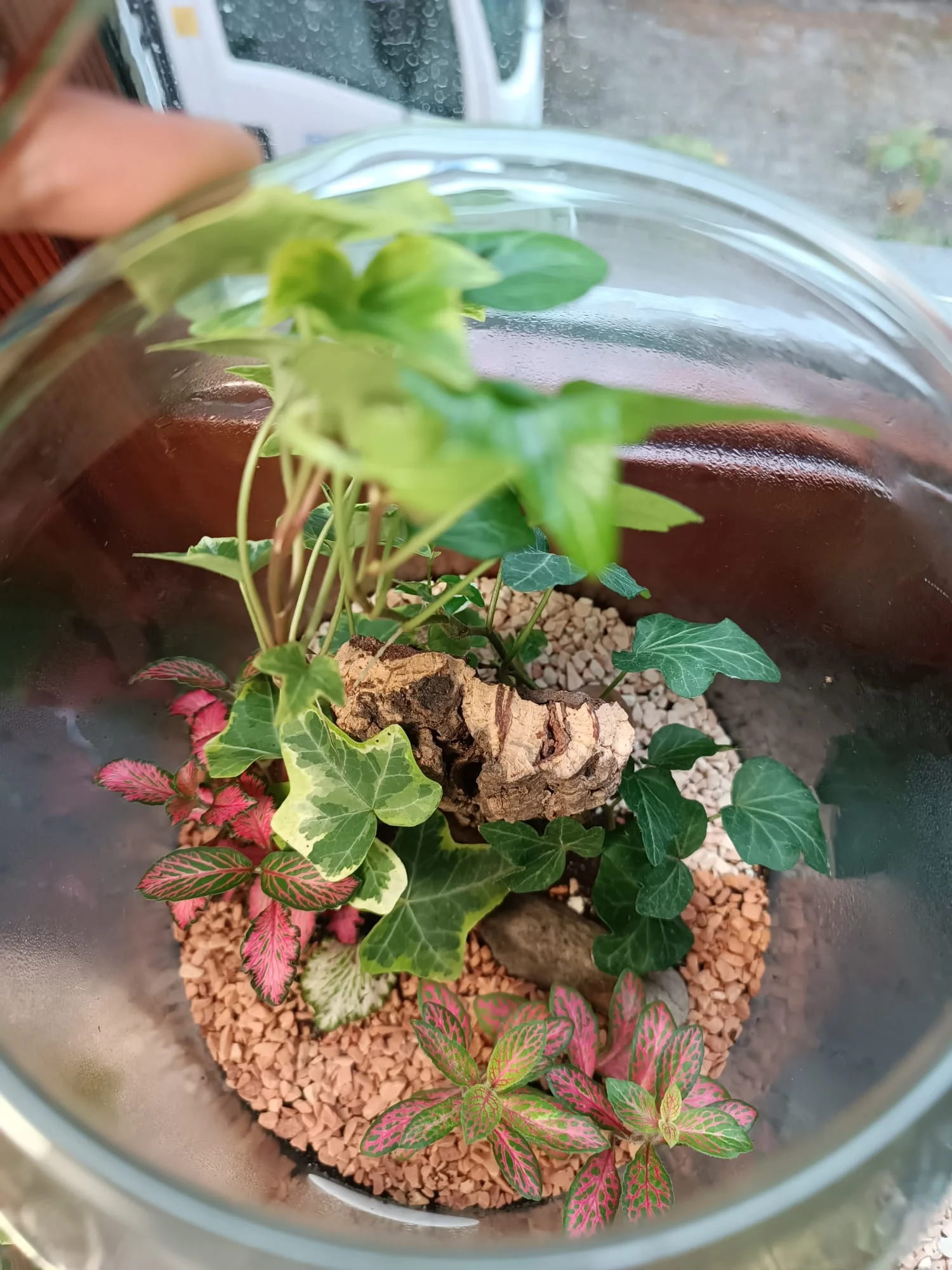 Terrari - foto 16
