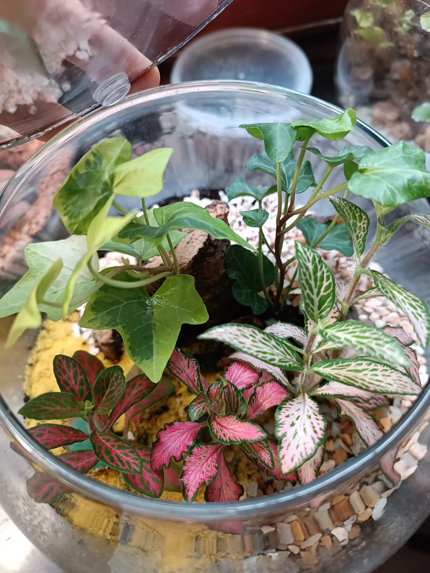 Terrari - foto 17