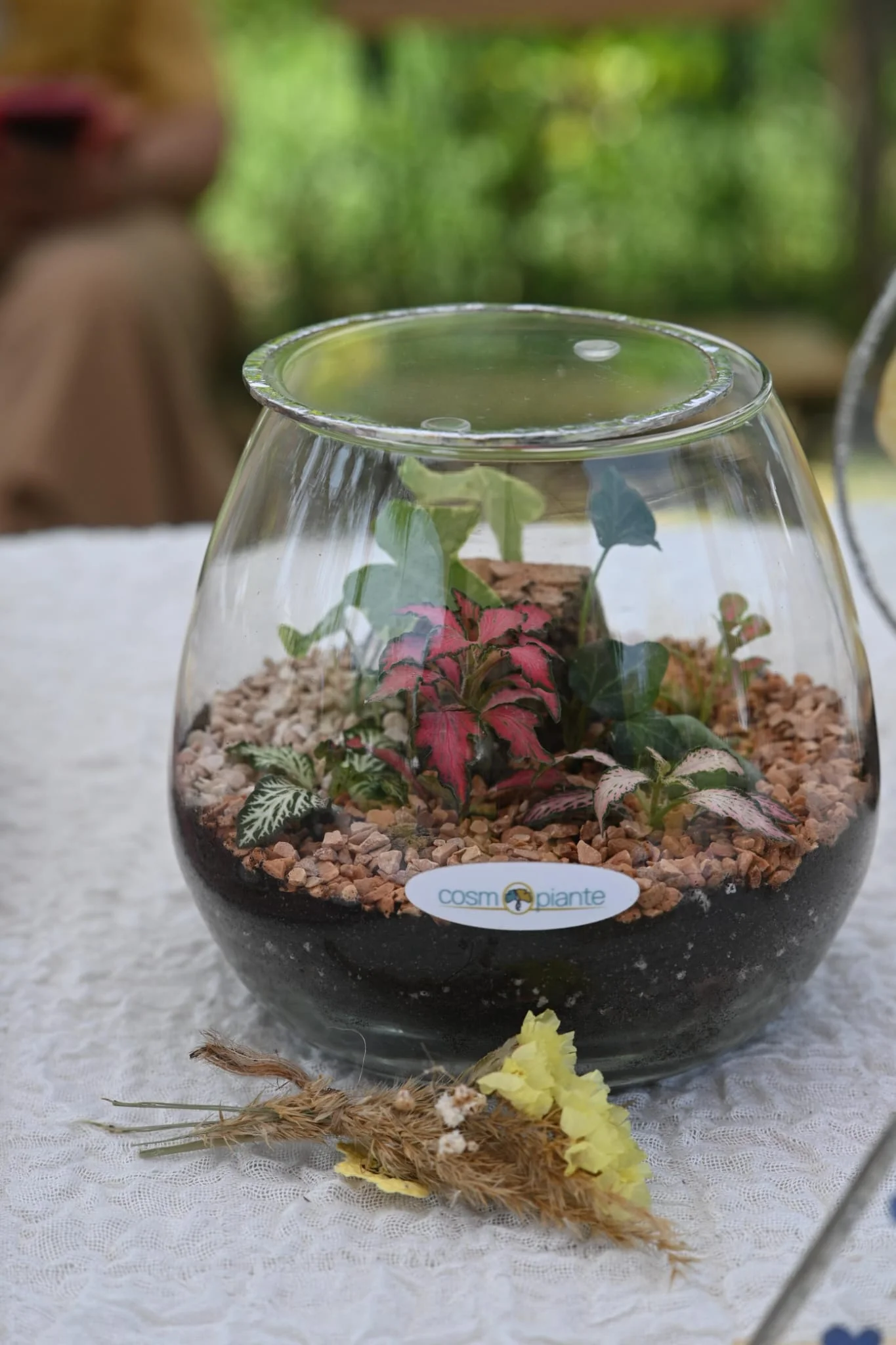 Terrari - foto 19