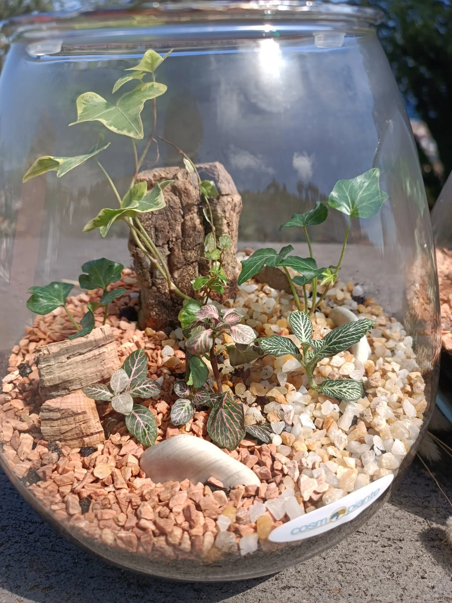 Terrari - foto 20