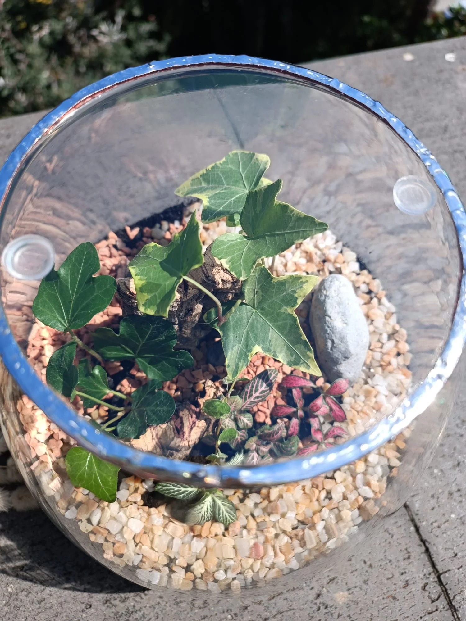 Terrari - foto 21