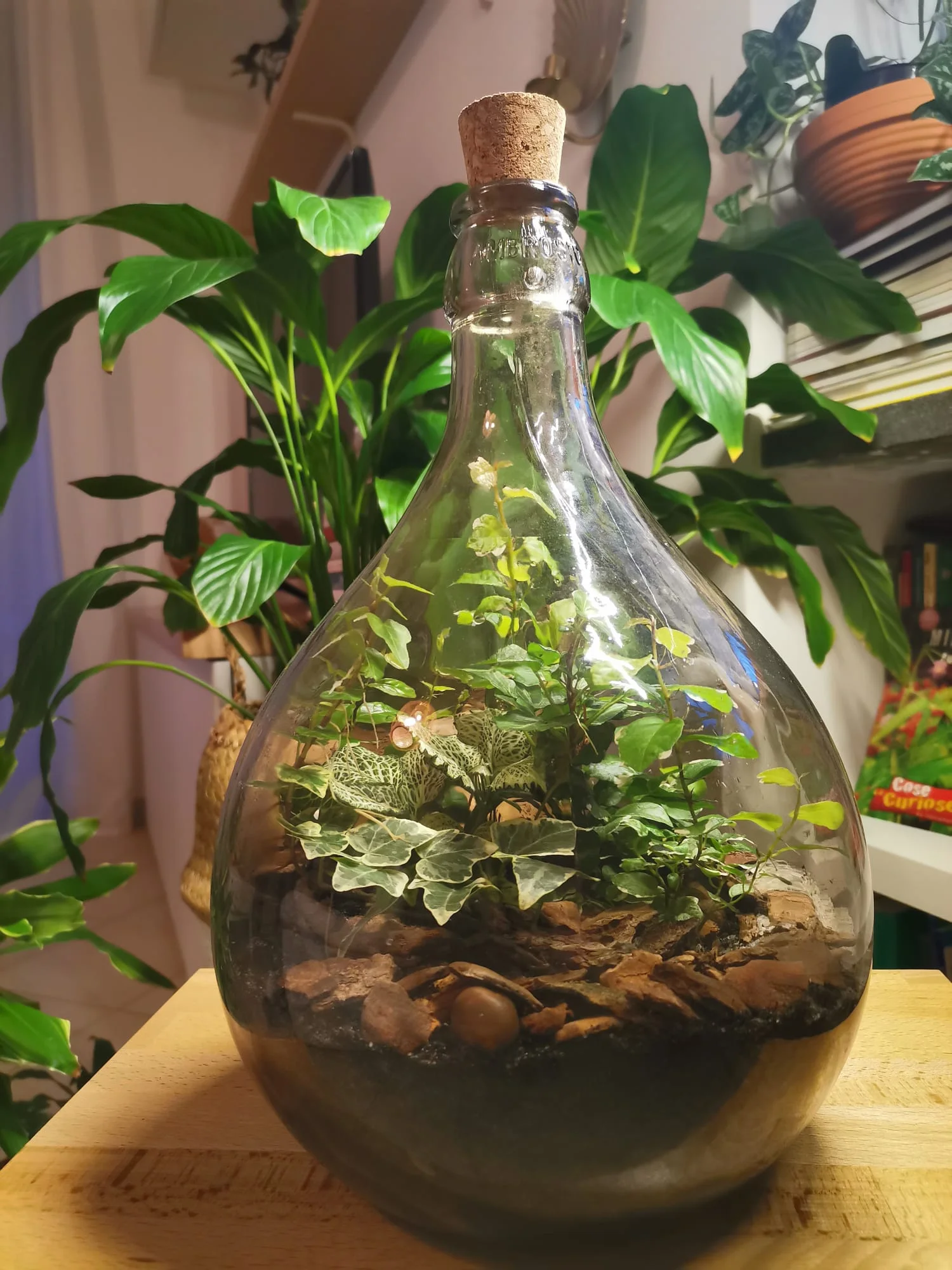 Terrari - foto 21